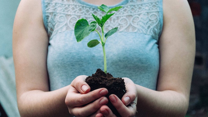 Close up of a woman's hands holding a vegetable plant in soil to depict a vegetable patch how-to guide.