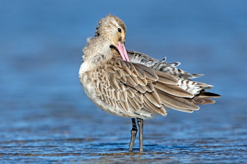 Bar-tailed Godwit