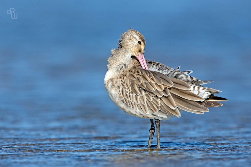 A bar-tailed godwit (Photo: Dan Weller)