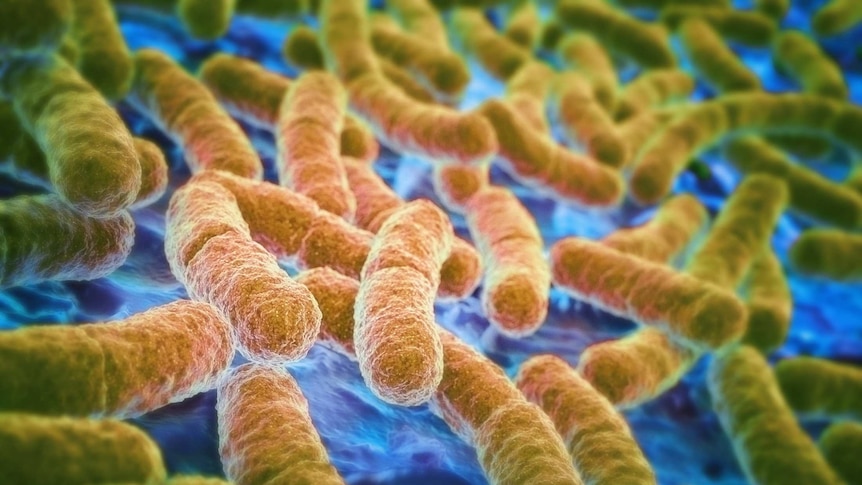 E. coli bacterium