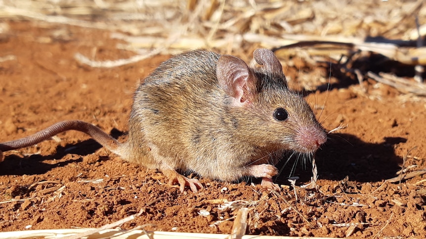 A mouse in a paddock with red dirt and crop stubble.