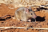 A mouse in a paddock with red dirt and crop stubble.