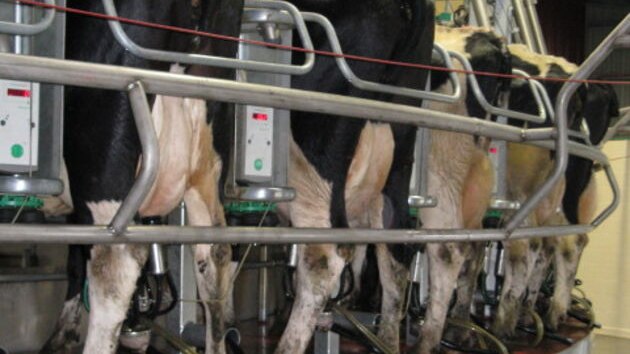 Dairy Cows being milked.