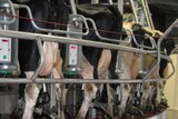 Dairy Cows being milked in northern Tasmania