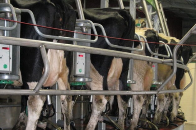 Cows being milked in a rotary dairy.