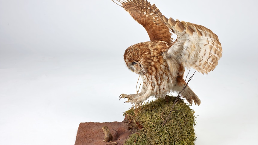 A taxidermied vignette showing an owl swooping to capture a mouse. 