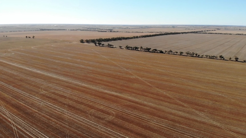 A view of flat cropping country from a drone. The crops are yellow - mainly wheat stubble - and divided into paddocks