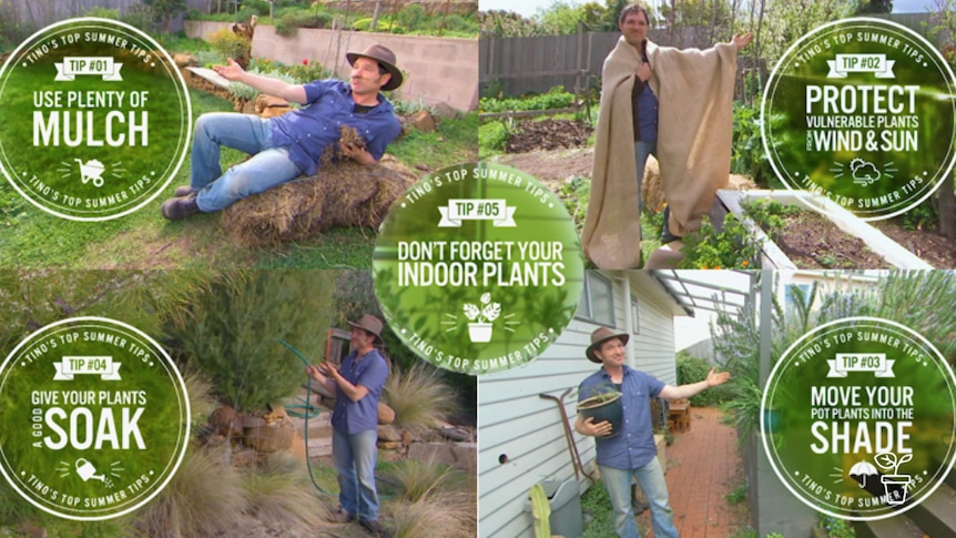 Series of images of man in garden with graphic tips on caring for plants