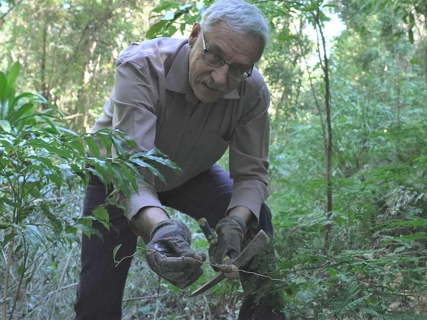 A man in gardening gloves crouched in bushland holding up a weed