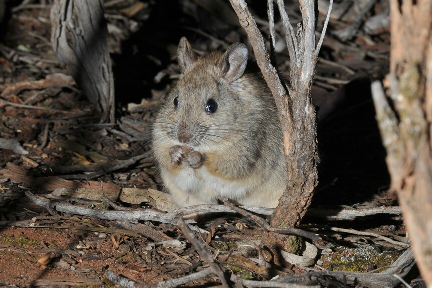 a greater stick-nest rat sits among sticks 