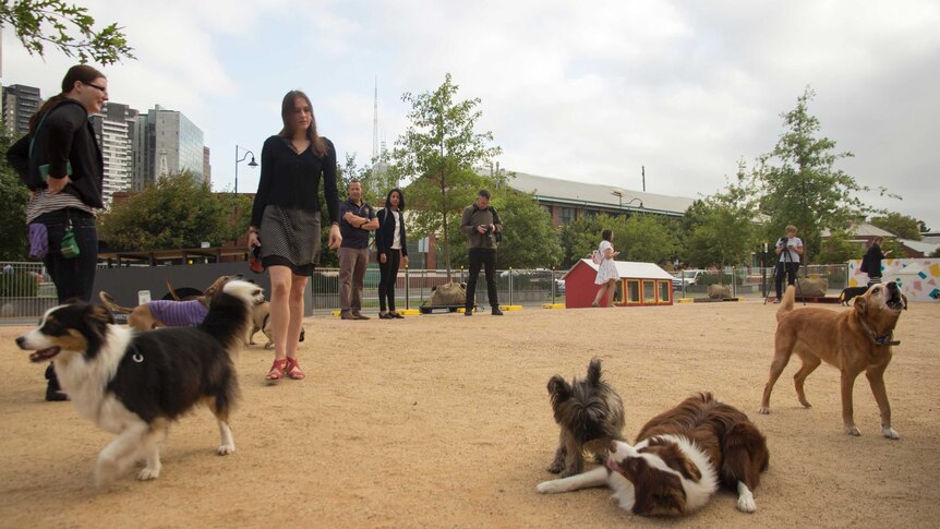 Dogs play at artists' inner-city park