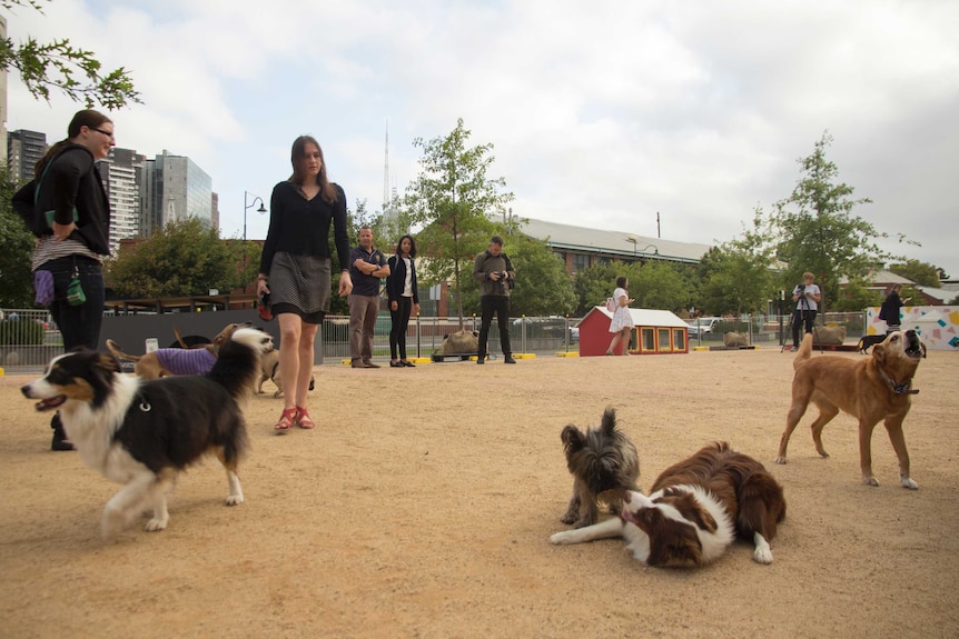 Dogs play at Farnsworth's Republic for Dogs, a temporary off-lead dog park in inner Melbourne