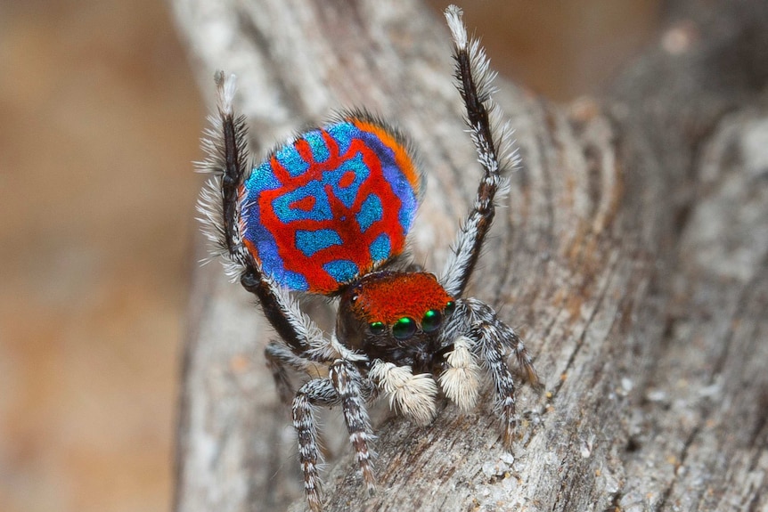 Seven new species of Australia's colourful 'dancing' peacock spider  discovered - ABC News