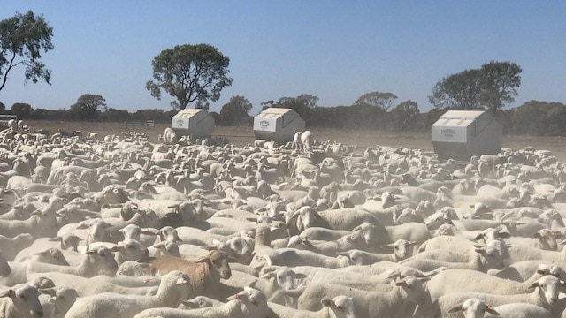 Dorper lambs crowd in a paddock at Shandonvale station.