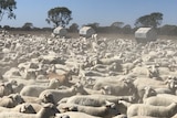 Dorper lambs crowd in a paddock at Shandonvale station.