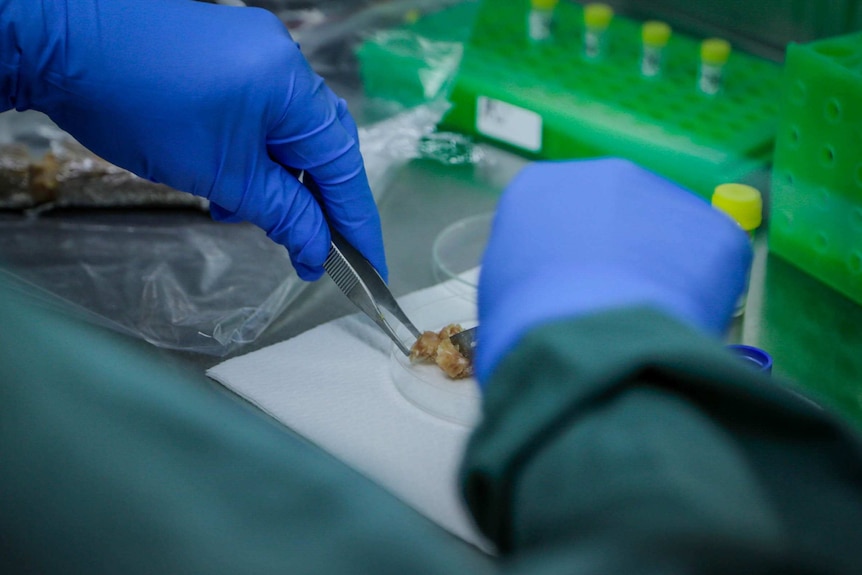 Blue-gloved hands, holding tweezers tests a small part of a pork sausage in a laboratory.