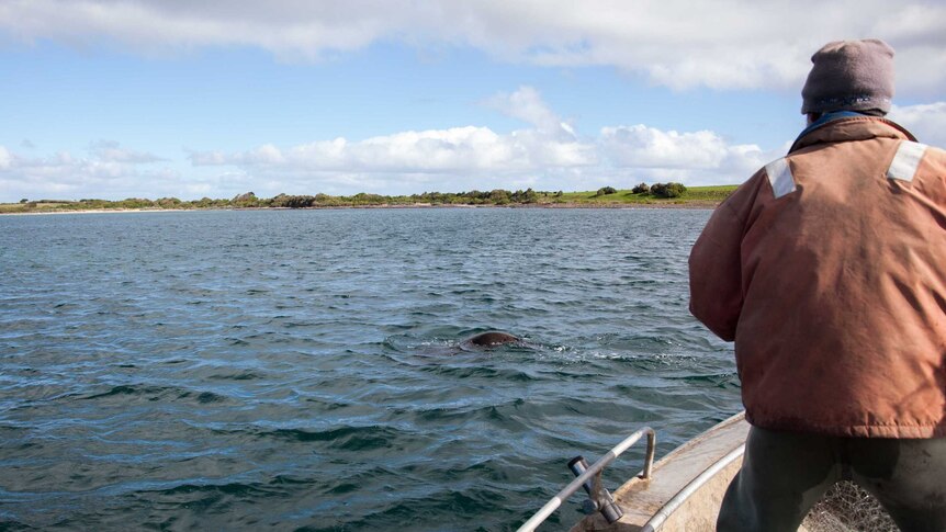 Fisherman reacts as a seal lurks near their boat as they pull in their net