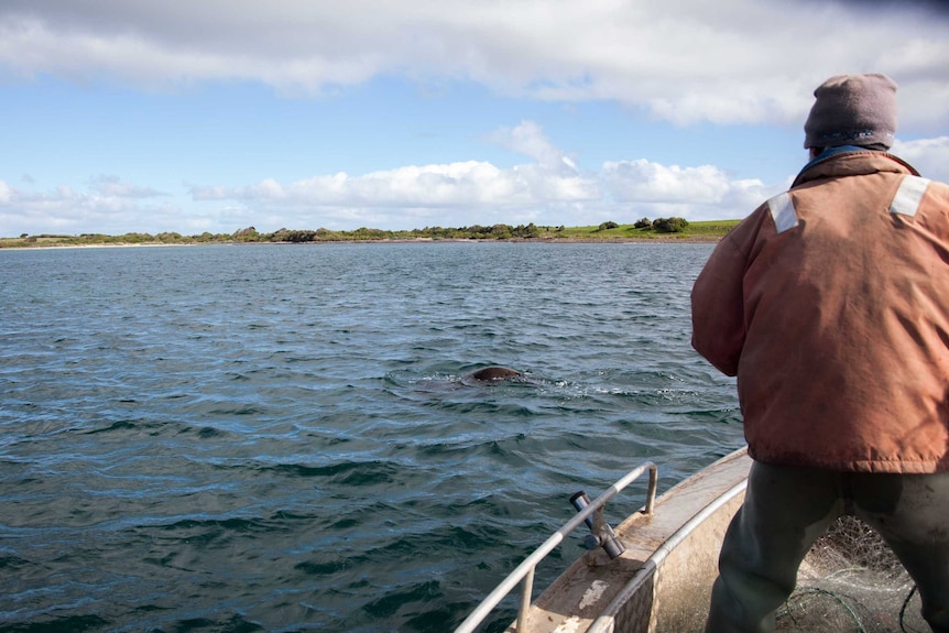 Fisherman reacts as a seal lurks near their boat as they pull in their net