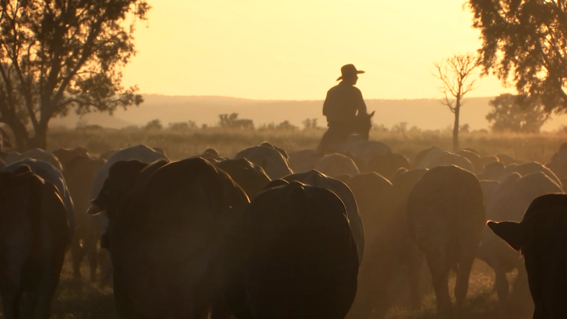 In the golden light of a dusty evening, is a silhouette of man in hat on horseback leading cattle.