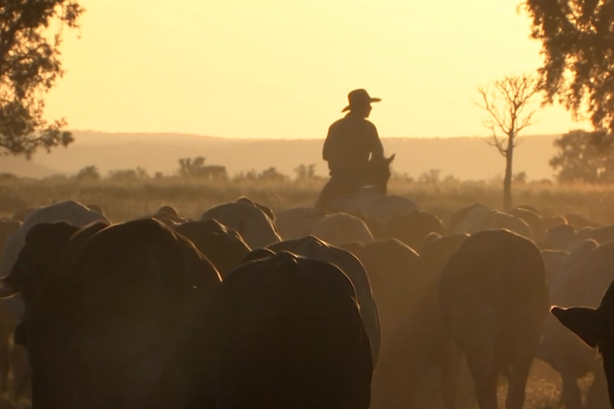 In the golden light of a dusty evening, is a silhouette of man in hat on horseback leading cattle.