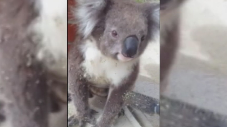 Koala lets man brush thorns from fur