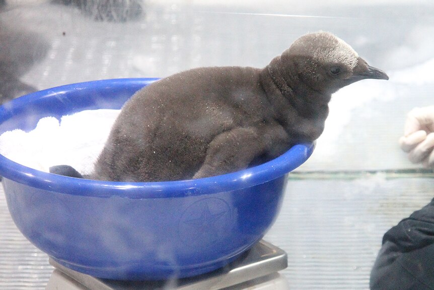 King penguin chick being weighed at Sea World