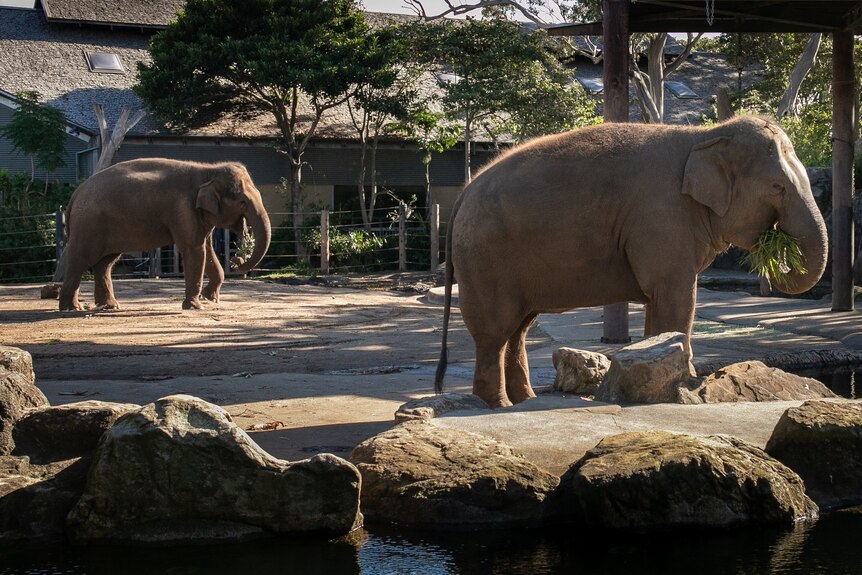 Two elephants at Taronga Zoo in Sydney.