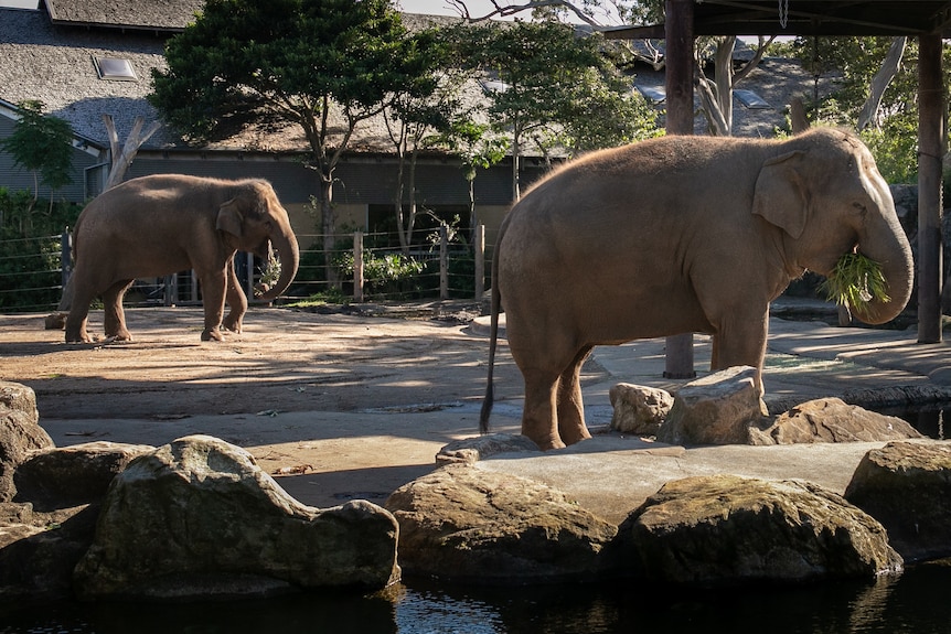 Two elephants at Taronga Zoo in Sydney.