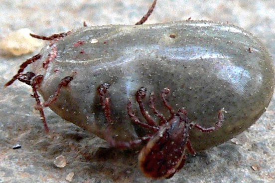 An engorged female tick and a male tick.