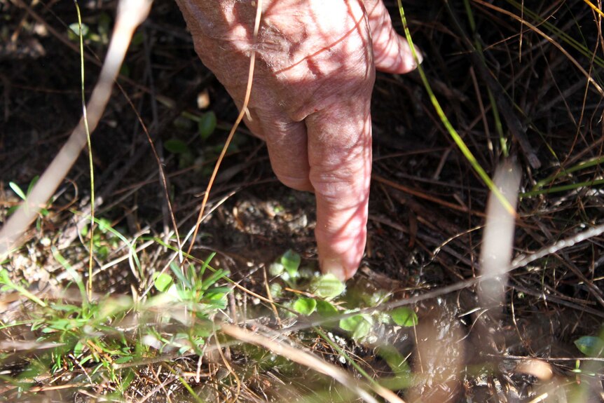 A hand points to a small green plant.