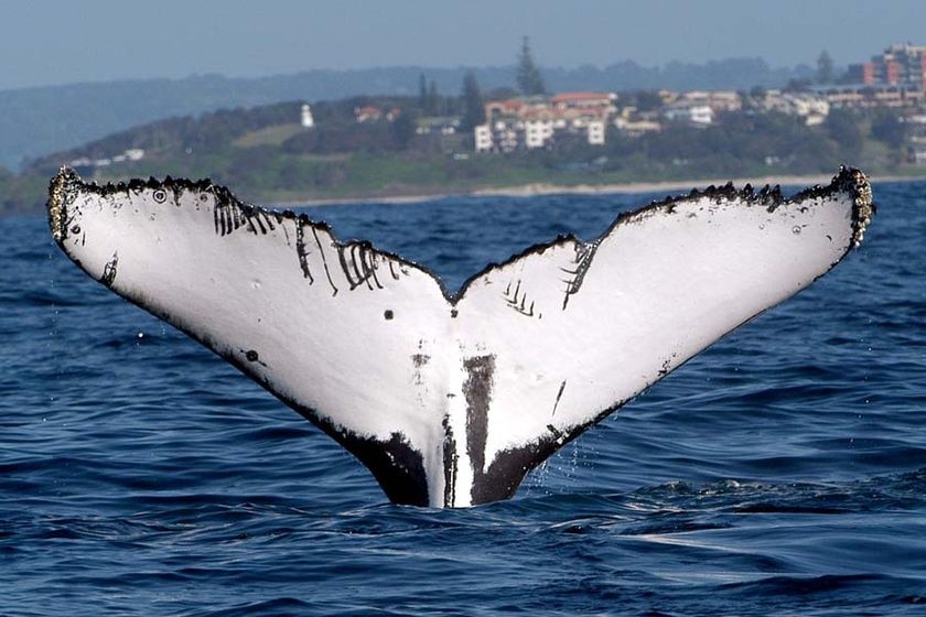 A humpback whale's fluke sticks out of the water