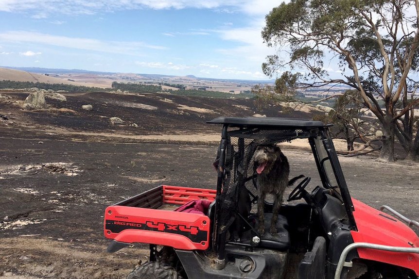 A dog on a quad bike near burnt paddocks from the Mount Bolton bushfire.