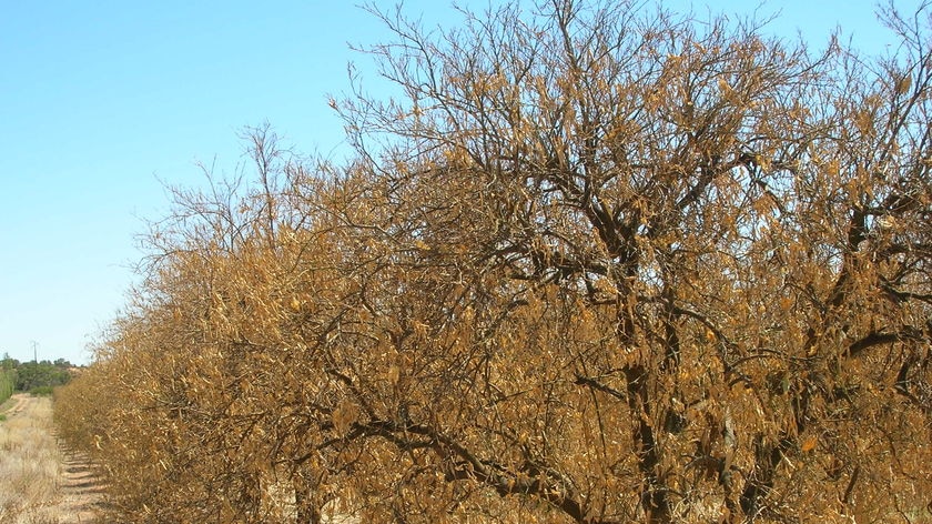 Dead citrus trees in the Riverland