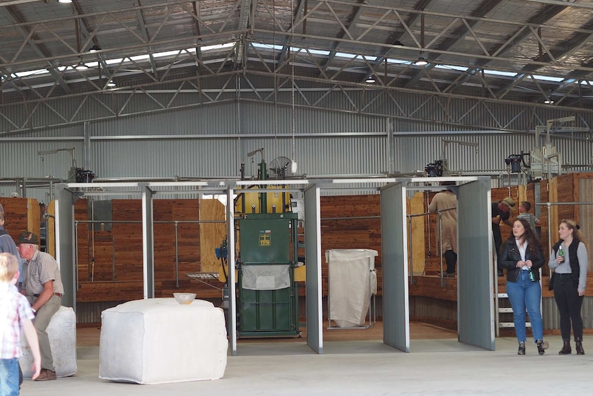 Inside a shearing shed