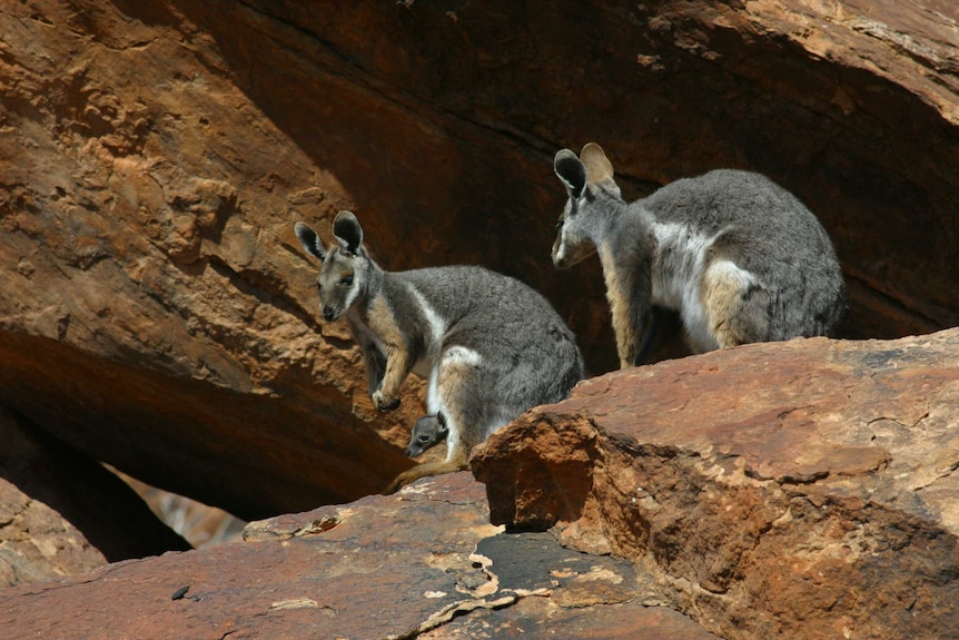 Two yellow-footed rock wallabies, or Wangarru, sitting on a rock in a national park.