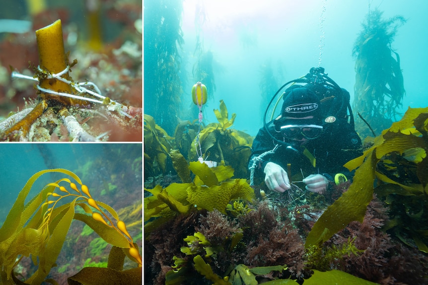Underwater photos of scuba divers tying a kelp plant to in place with twine