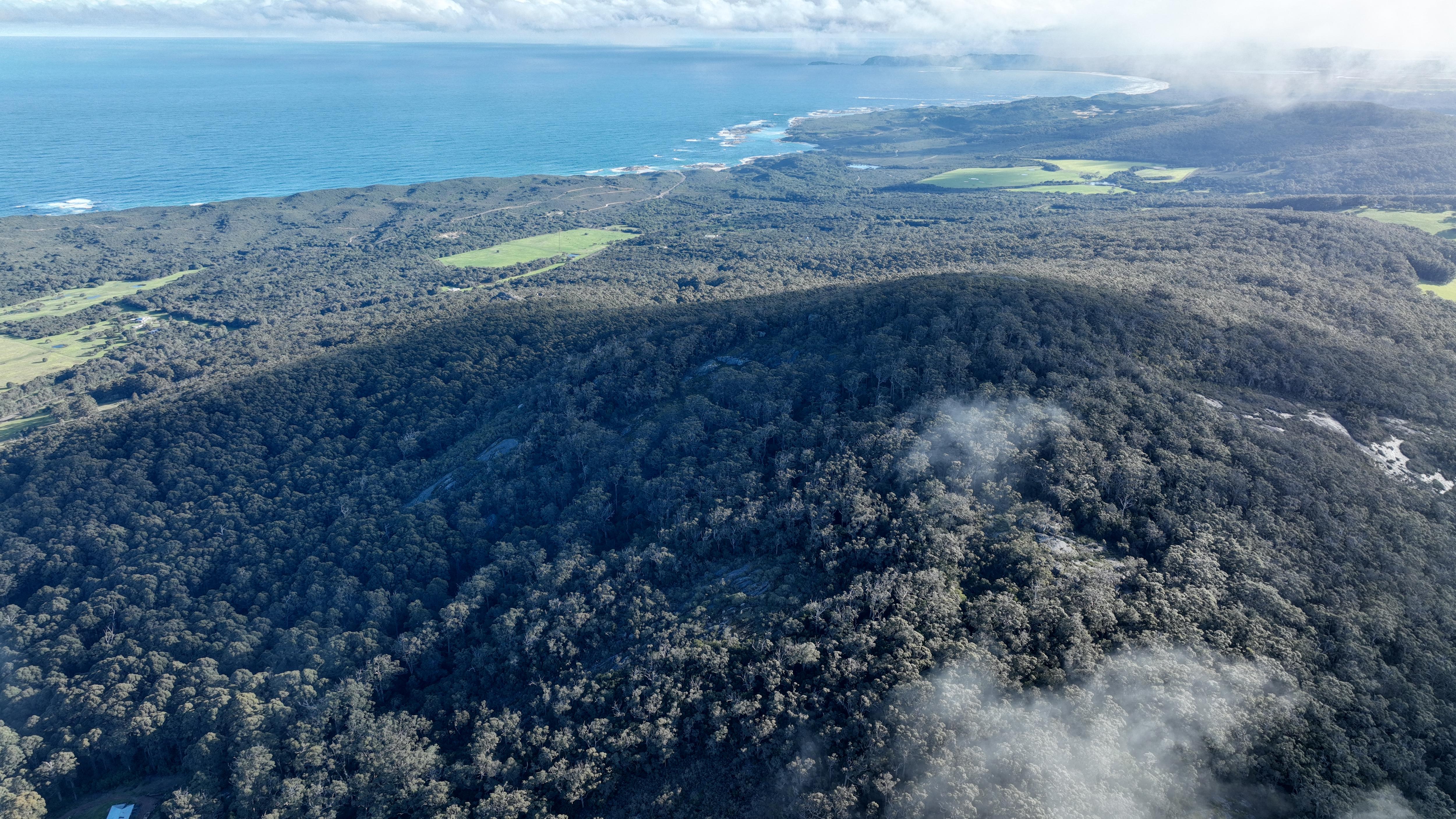 forest from sky