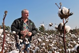 Older male cotton grower stands in cotton field looking off into the distance wearing colourful shirt and dark green jacket