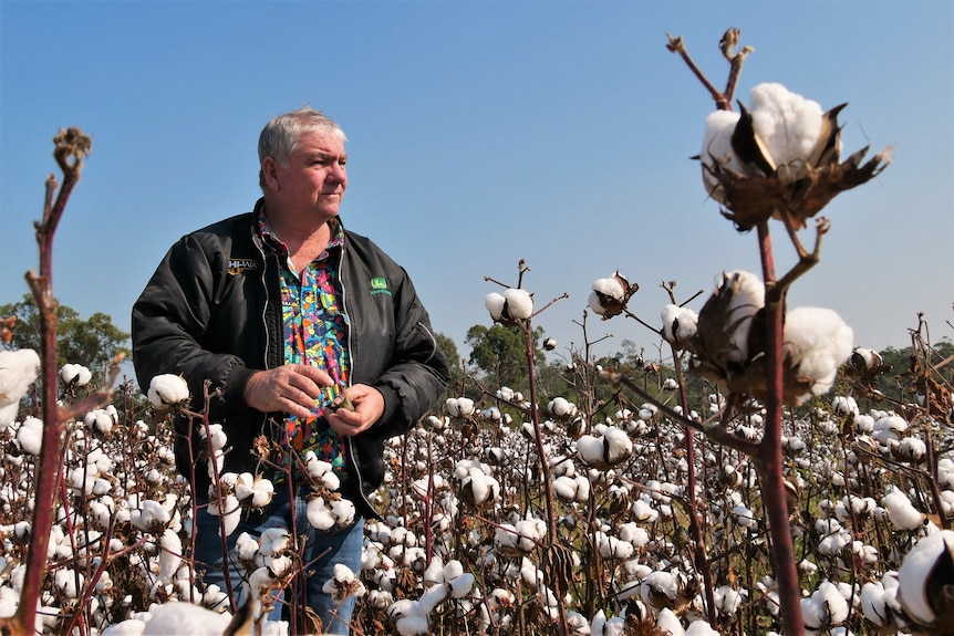 Older male cotton grower stands in cotton field looking off into the distance wearing colourful shirt and dark green jacket