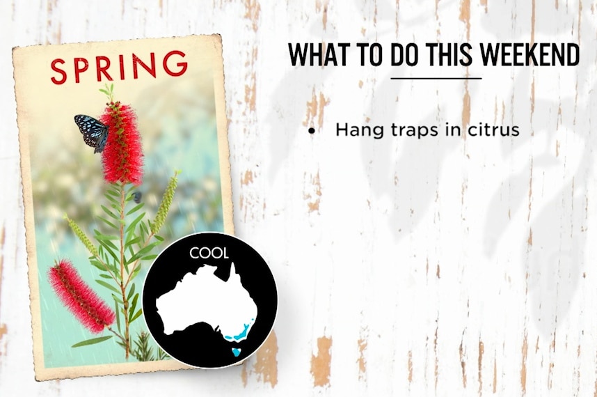 A graphic reading: What to do this weekend: Hang traps in citrus" illustrating our Gardening Australia episode recap.