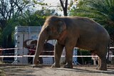 Kaavan appears in front of the container he is being airlifted in