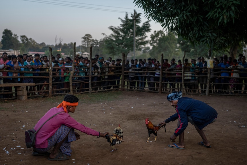 Two men crouch each holding a rooster as a crowd behind a fence watches on. 