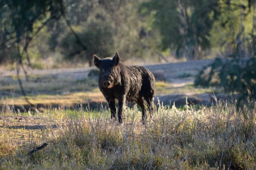 A black feral pig standing in bushland.