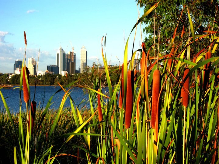 Has the health of Perth's rivers improved? - ABC News