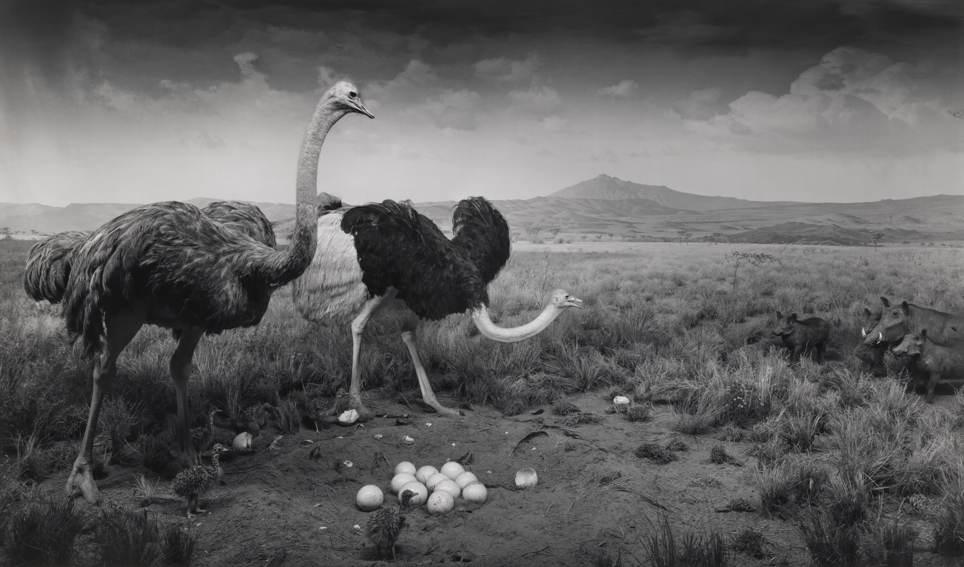 A black and white photograph of three ostriches around their eggs, wart hogs off to the side