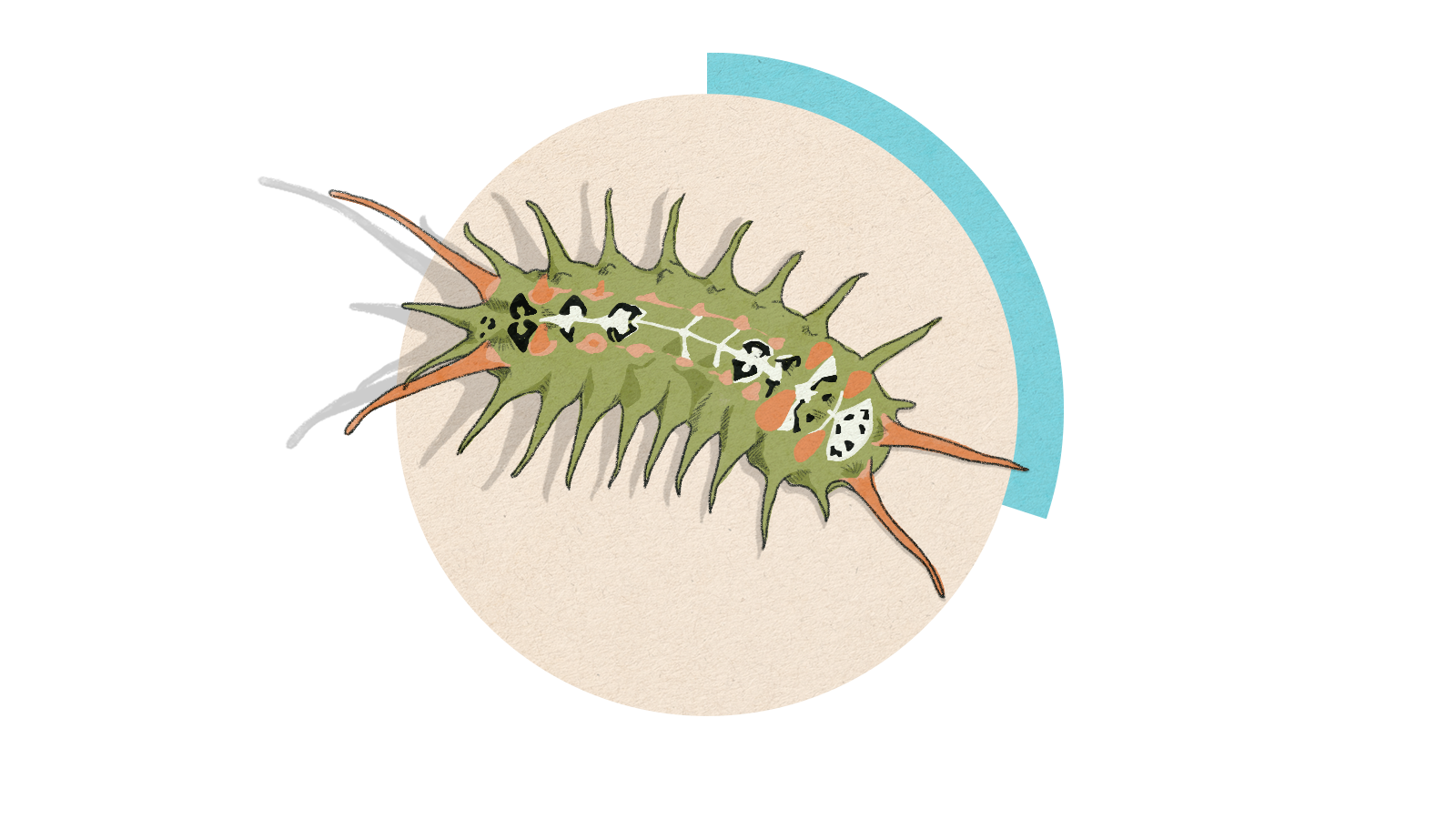 Illustration of a green spikey caterpillar on a circle background.