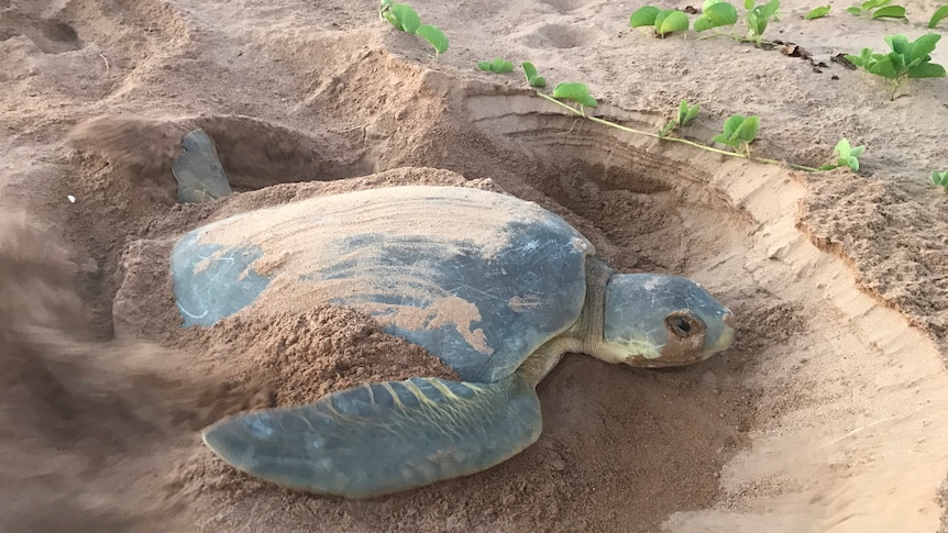 A turtle digging its nest in the sand