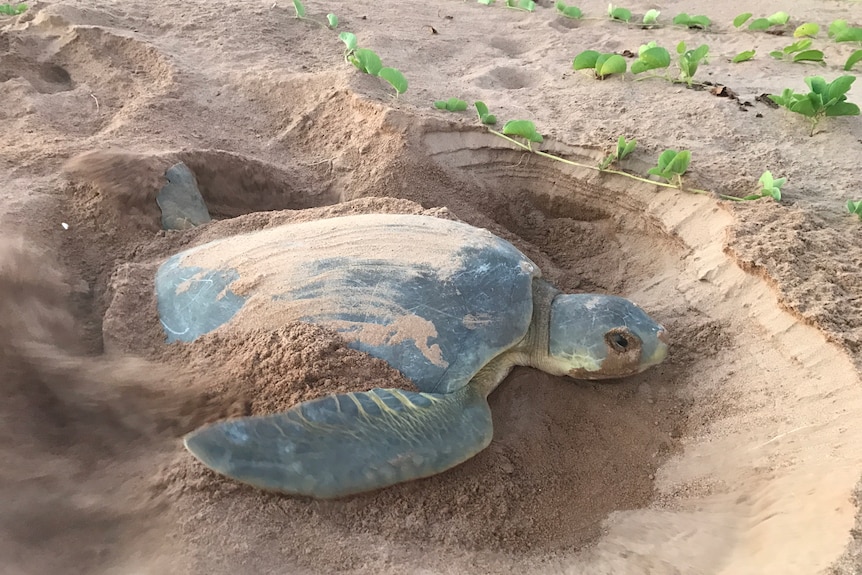 A turtle digging its nest in the sand