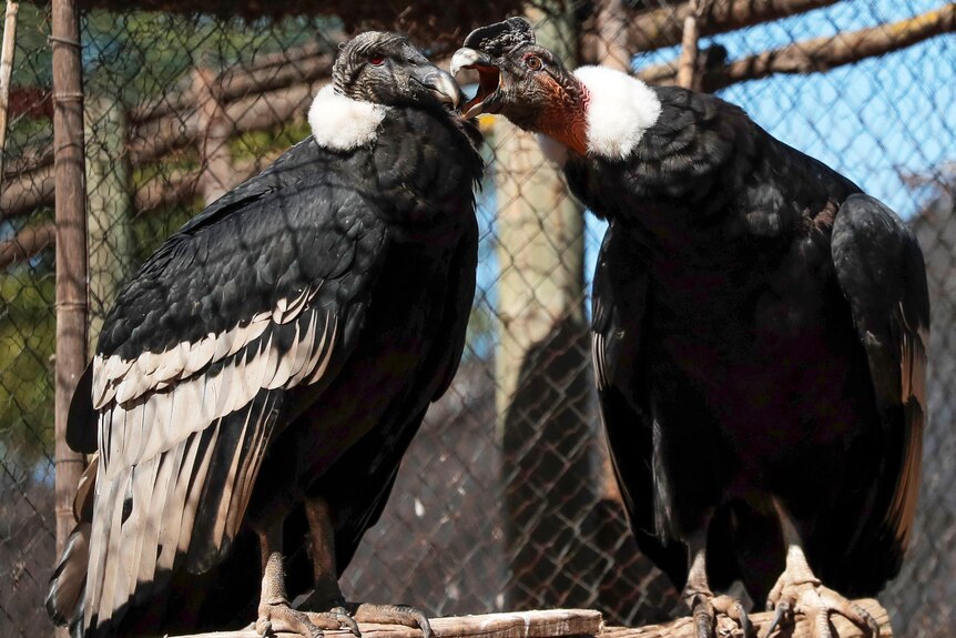 two condors perched inside a rehab centre interact