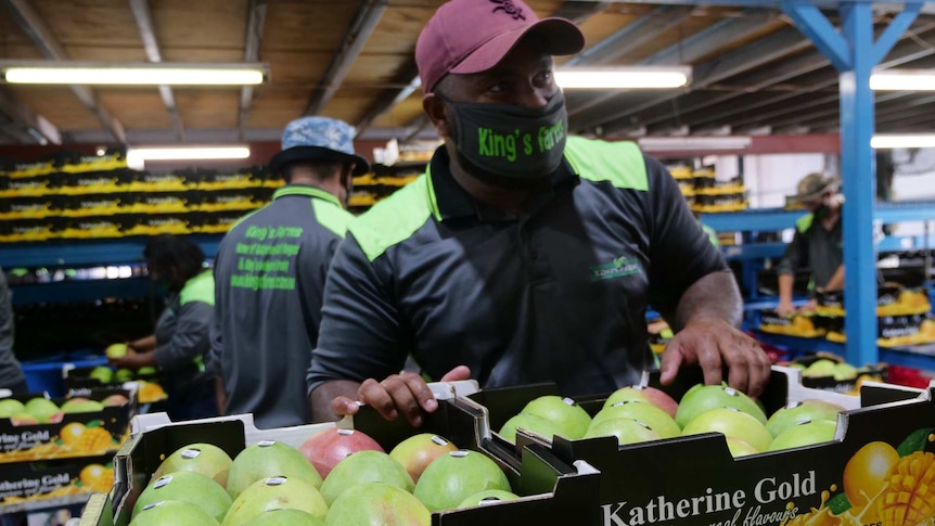 A  mango farm worker is standing beside trays of mangoes and is wearing a facemask.